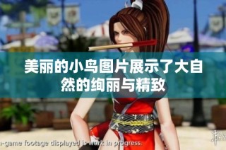 美丽的小鸟图片展示了大自然的绚丽与精致