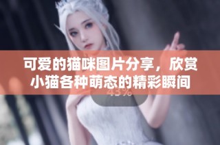 可爱的猫咪图片分享，欣赏小猫各种萌态的精彩瞬间